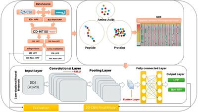 Identification of the ubiquitin–proteasome pathway domain by hyperparameter optimization based on a 2D convolutional neural network